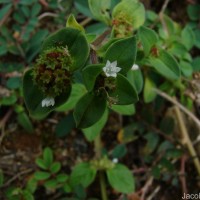 Richardia brasiliensis Gomes